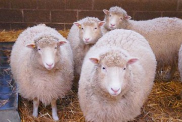 1 milion de oi nevândute din cauza bolii limbii albastre